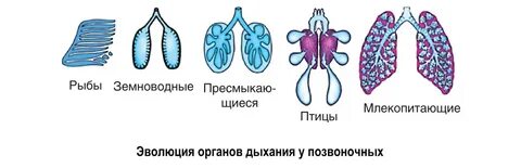 Дыхание животных 8 класс биология конспект урока