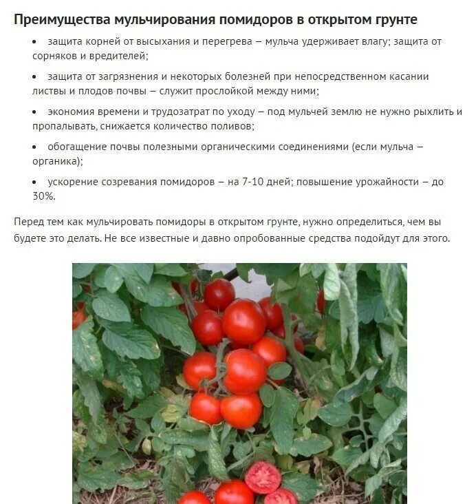 Почва для томатов в теплице. Мульчирование помидоров в открытом грунте. чем замульчировать помидоры в открытом грунте. томаты открытый грунт. почва для томатов в открытом грунте.