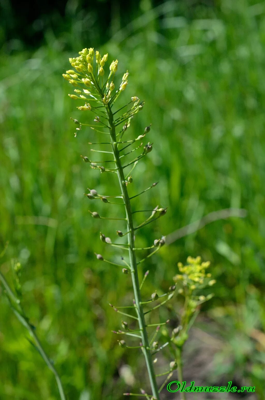 Трава рыжик. Рыжика посевного (Camelina Sativa),. Camelina Рыжик. Камелина Рыжик посевной. Рыжик мелкоплодный Camelina microcarpa Andrz..