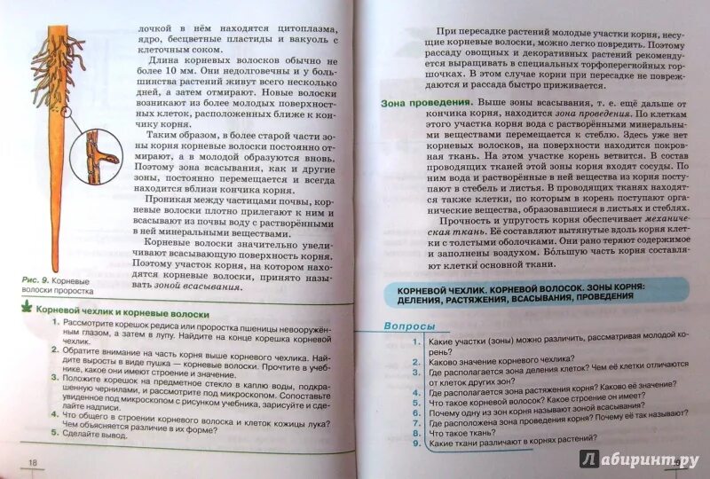 Линия жизни пасечник 6. Биология 6 класс учебник Пасечник 4 параграф. Биология 6 класс учебник Пасечник параграф 11. Пасечник учебник по биологии 6 класс корень. Пасечник многообразие покрытосеменных растений 6 класс.