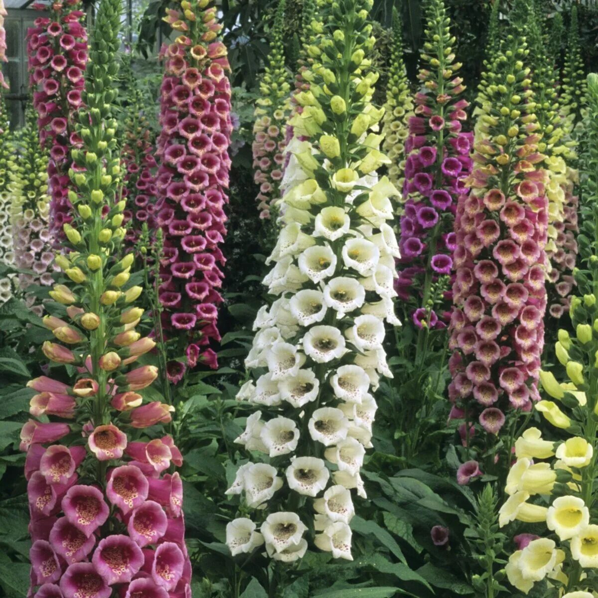 Наперстянка (digitalis). Дигиталис наперстянка. Мальва мавритана. Наперстянка глоксиневидная. Мальва махровая многолетняя.