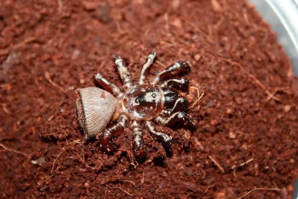 Brazilian Whiteknee Tarantula Stock Photo - Image of legs, venom: 3412644