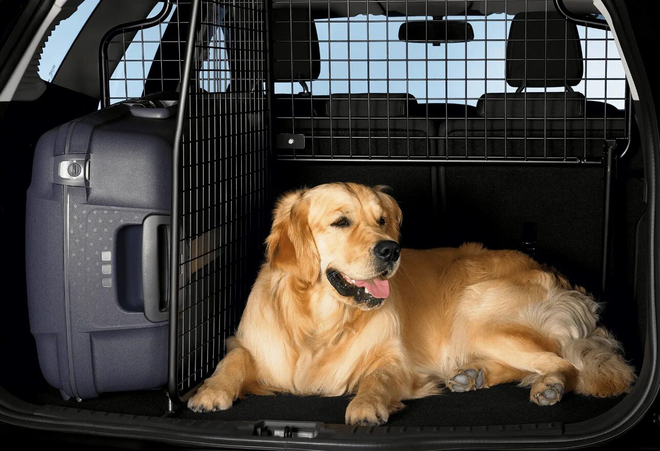Собака в багажнике. Перевозка для собак. Перевозка животных в машине. Зоотакси для перевозки собак. Как перевозятся крупные собаки