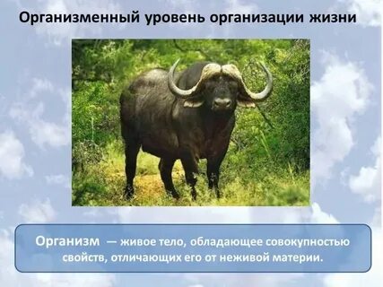 Психология организменный уровень