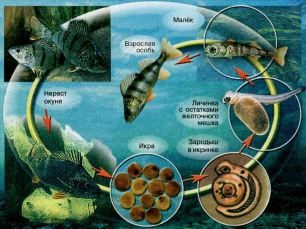 Цикл развития рыбы схема. Цикл развития речного окуня. Размножение рыб 7 класс биология. Цикл развития рыбы схема стадии развития.