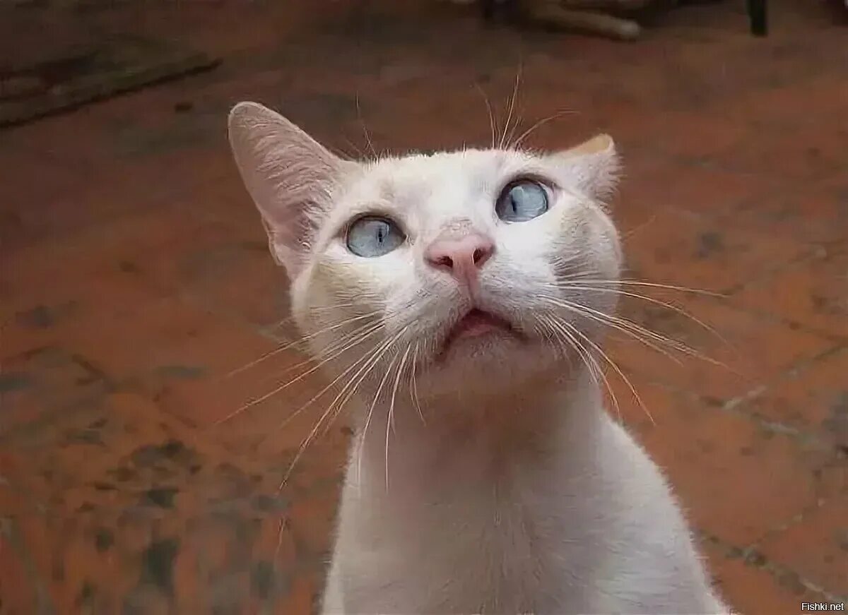 Коти нет