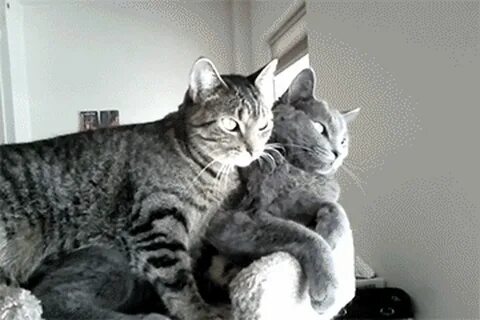 Ласки друг с другом