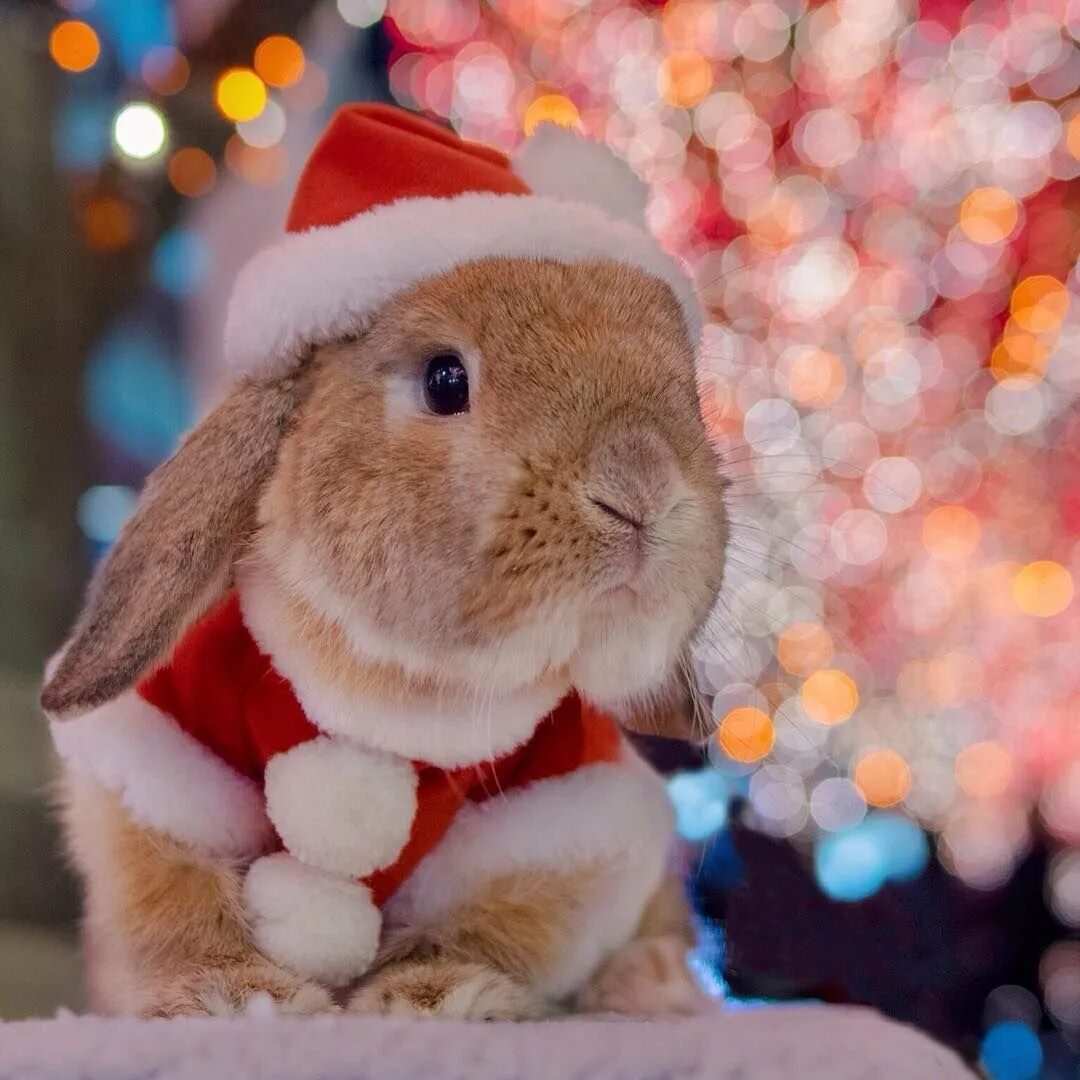Какие есть животные на новый год. Новогодний кролик. кролик новый год. новогодний кроликкролик. рождественский кролик.