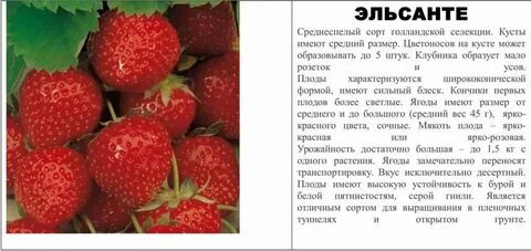 Урожайность виктории