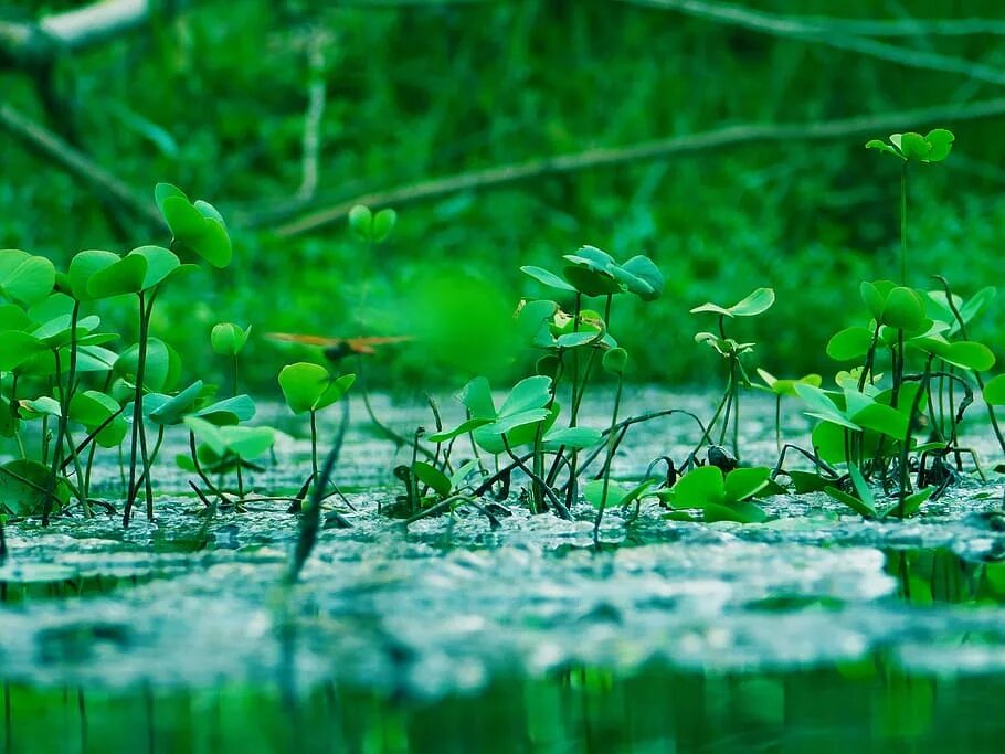 Трава на воде 5