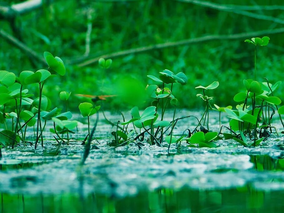 Теплая небесная вода для растений тоже. Ряска Лесная. Ряска цветок весенний. Ряска хищное. Водокрас Лягушачий.