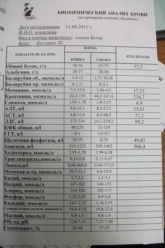 Можно пить перед биохимическим анализом крови. Анализ крови почечные показатели биохимический анализ.