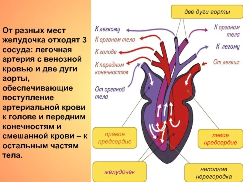 Какая кровь течет от легких у рептилий