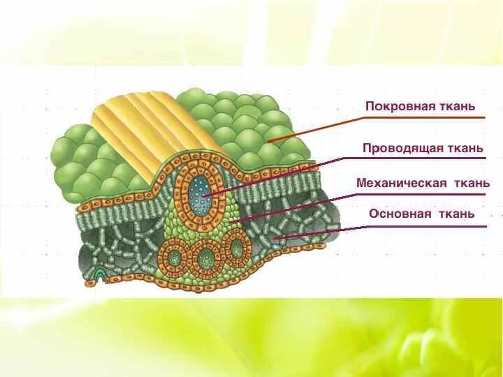 Запасная ткань растений. Клетки покровной ткани растений. Покровная ткань,механическая ткань растений. Строение клетки покровной ткани растений. Покровная механическая Проводящая основная ткань рисунки.