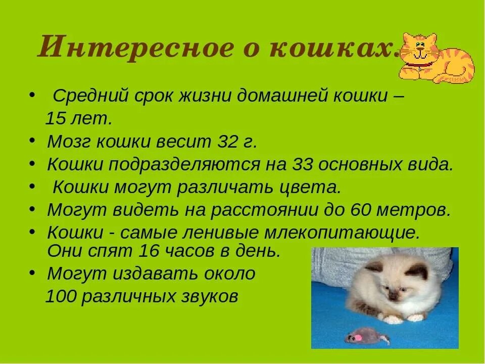 Жизнь кошечек