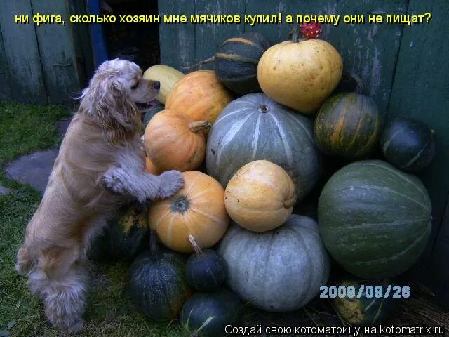 Сколько хозяев было. Хозяйка участвовать хозяин. нифига себе сколько я стою а кормят как дворового. не фига сколько тебе лет прикол.