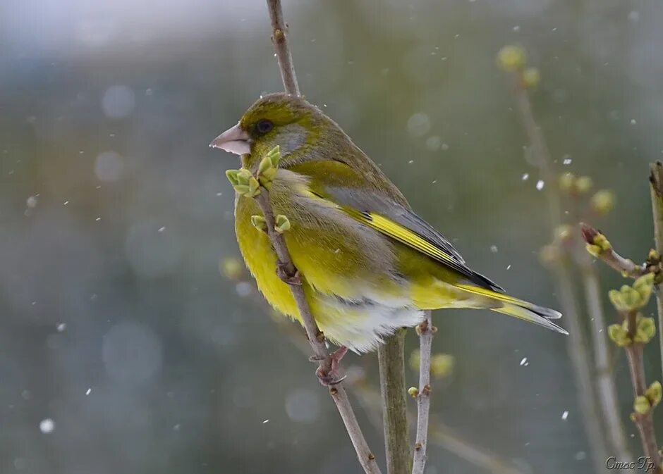 Зеленушка (chloris chloris). Обыкновенная зеленушка фото. Лесная канарейка зеленушка. Обыкновенная зеленушка фото. Обыкновенная зеленушка птица.