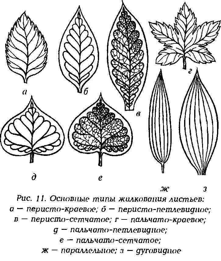 Сетчатое жилкование какие листья. Перисто сетчатое жилкование листовой пластинки. перистое жилкование листьев. пальчатое жилкование листьев. типы жилкования листа.