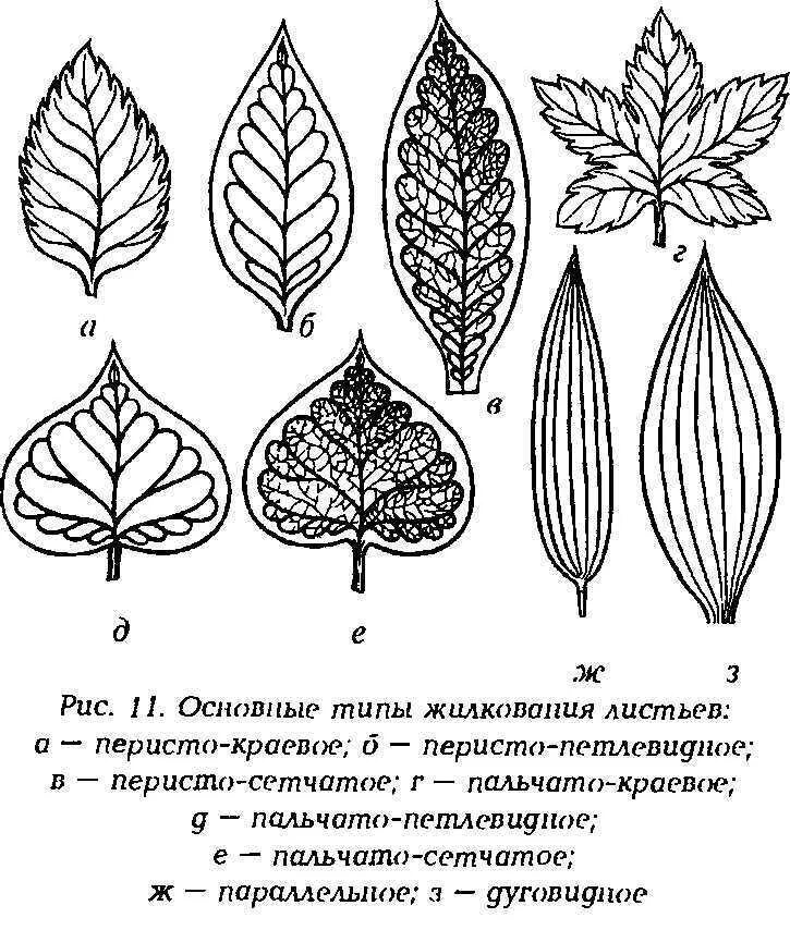 Пальчато сетчатое. Типы жилкования листовой пластинки. Типы жилкования листа растения. Лист жилкование листа. Петлевидное жилкование.