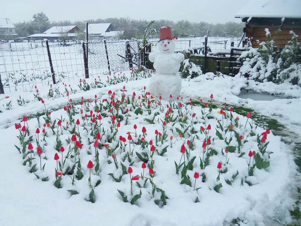 Спирея японская зима. Зимний огород под снегом. Огород зимой. Дача. Теплица под снегом.
