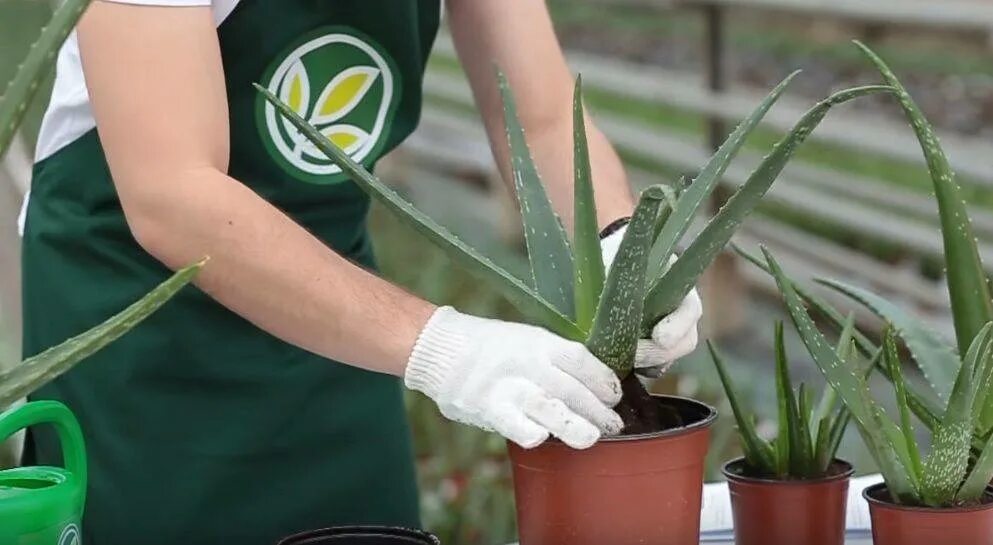 Пересадка алоэ в домашних условиях