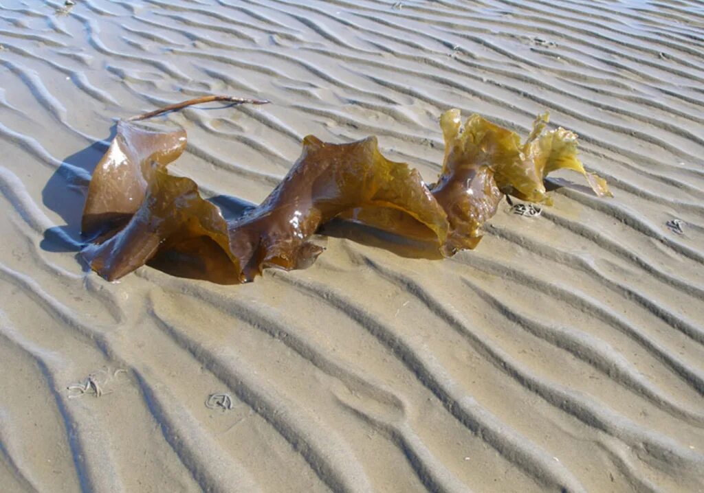 Можно ли есть морскую. Laminaria saccharina. Морская капуста Соловецкие острова. Водоросли белого моря ламинария. Морская капуста белое море.