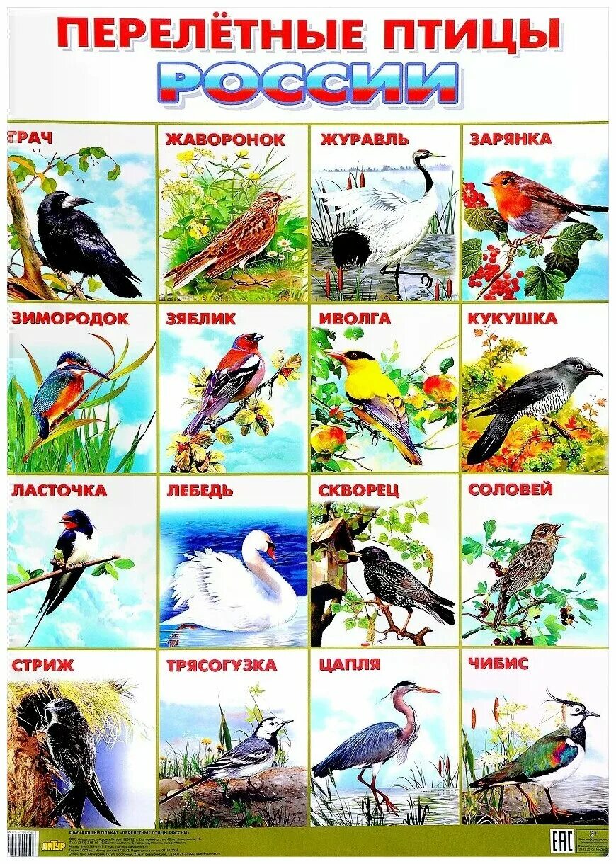 оседлые зимующие и перелетные птицы. гр. окружающий мир перелетные и зимующие птицы. перелетные птицы птицы карточки. перелётные птицы названия для детей.