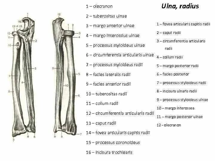 Radius styloid process. Radius перевод. Olecranon локтевой кости. Tuberositas radii. Styloid process локтевой кости.