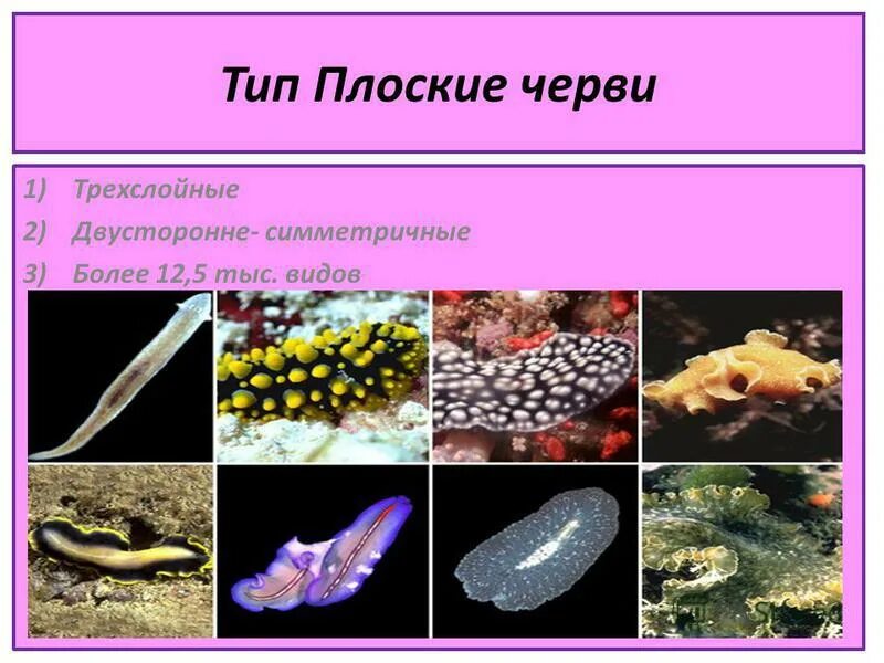 Плоские черви простейшие. Свободноживущие плоские черви. Свободноживущие представители типа плоские черви. Плоские черви трехслойные животные. Плоские черви среда обитания.