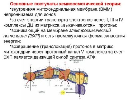 Лизосомы окислительное фосфорилирование