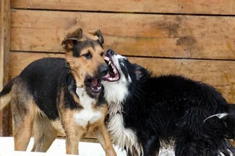 Animal partner