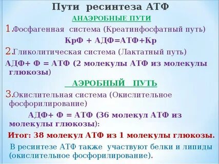 Источники ресинтеза атф