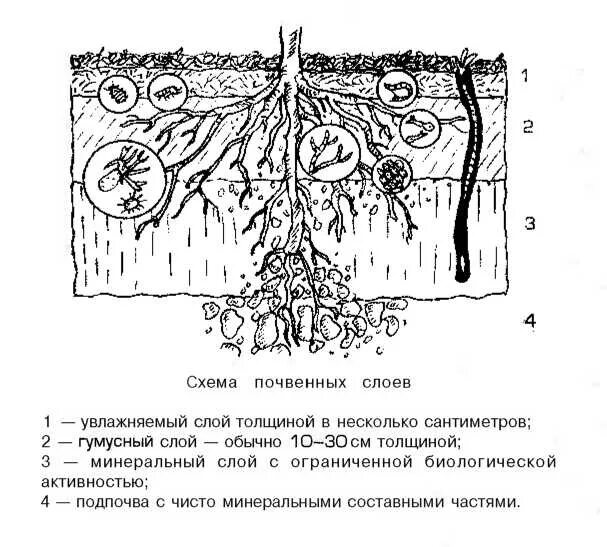 Схема структуры почвы. Схема почвы рисунок. почва раскраска. почвенные слои схема. почва задания.