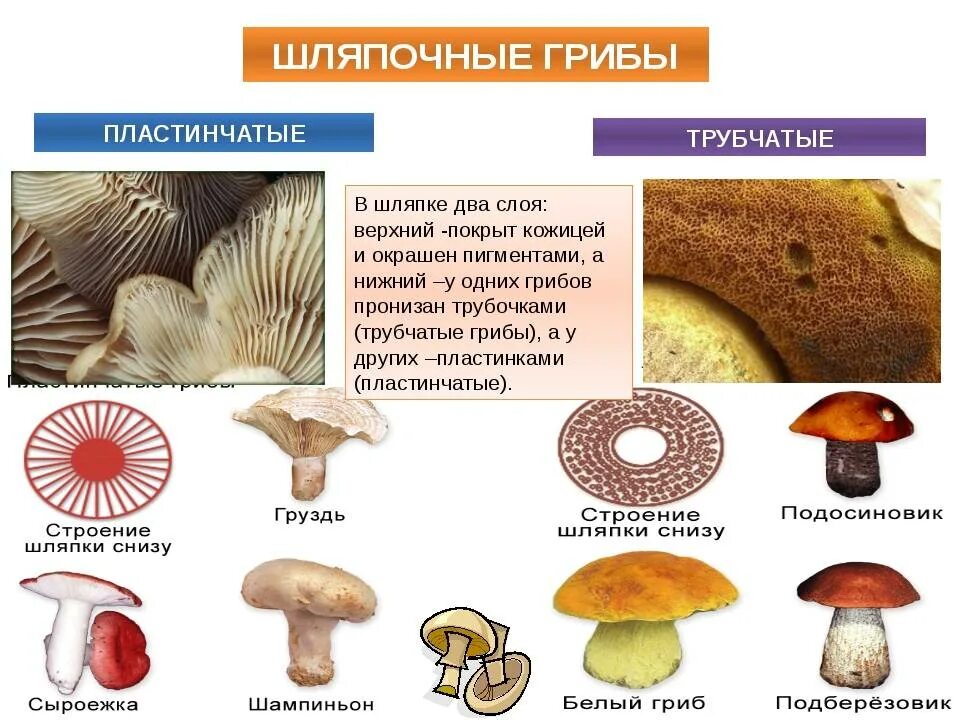 Какие грибы относятся к группе пластинчатых съедобные. Шляпочные и пластинчатые грибы. Шляпочные грибы трубчатые и пластинчатые. Классификация грибов Шляпочные пластинчатые трубчатые. Трубчатые Шляпочные грибы Рыжик.
