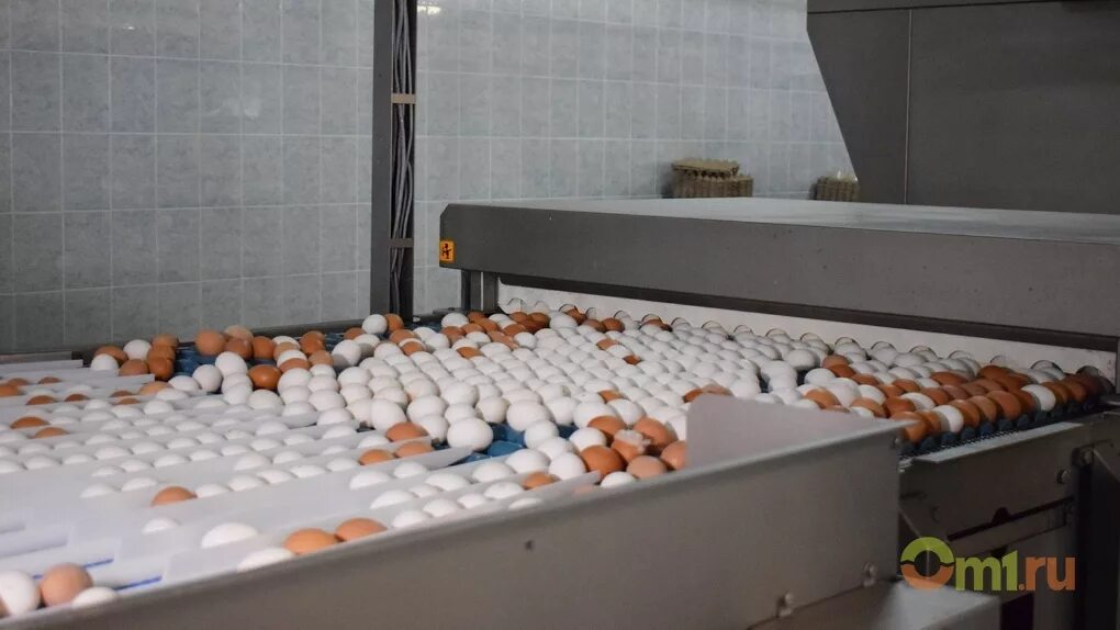 Яичный цех. Яйца и яйцепродукты товароведение. Переработка яиц. Цех переработки яиц. Сортировка яиц на птицефабрике.