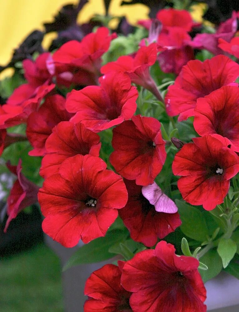 Петуния surfinia deep red. Петуния рэд. Петуния potunia dark red. Петуния рэд. Петуния рэд.