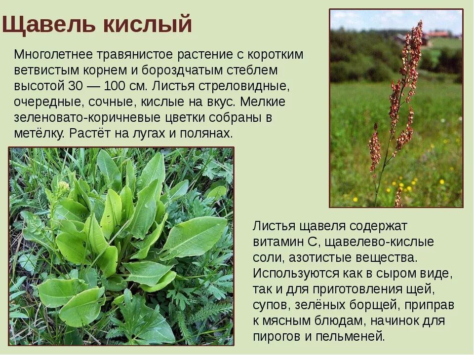 Щавель какая почва. Щавель конский (Rumex confertus). Щавель конский соцветие. Конский щавель (Rumex crispus). Щавель кислый цветок.