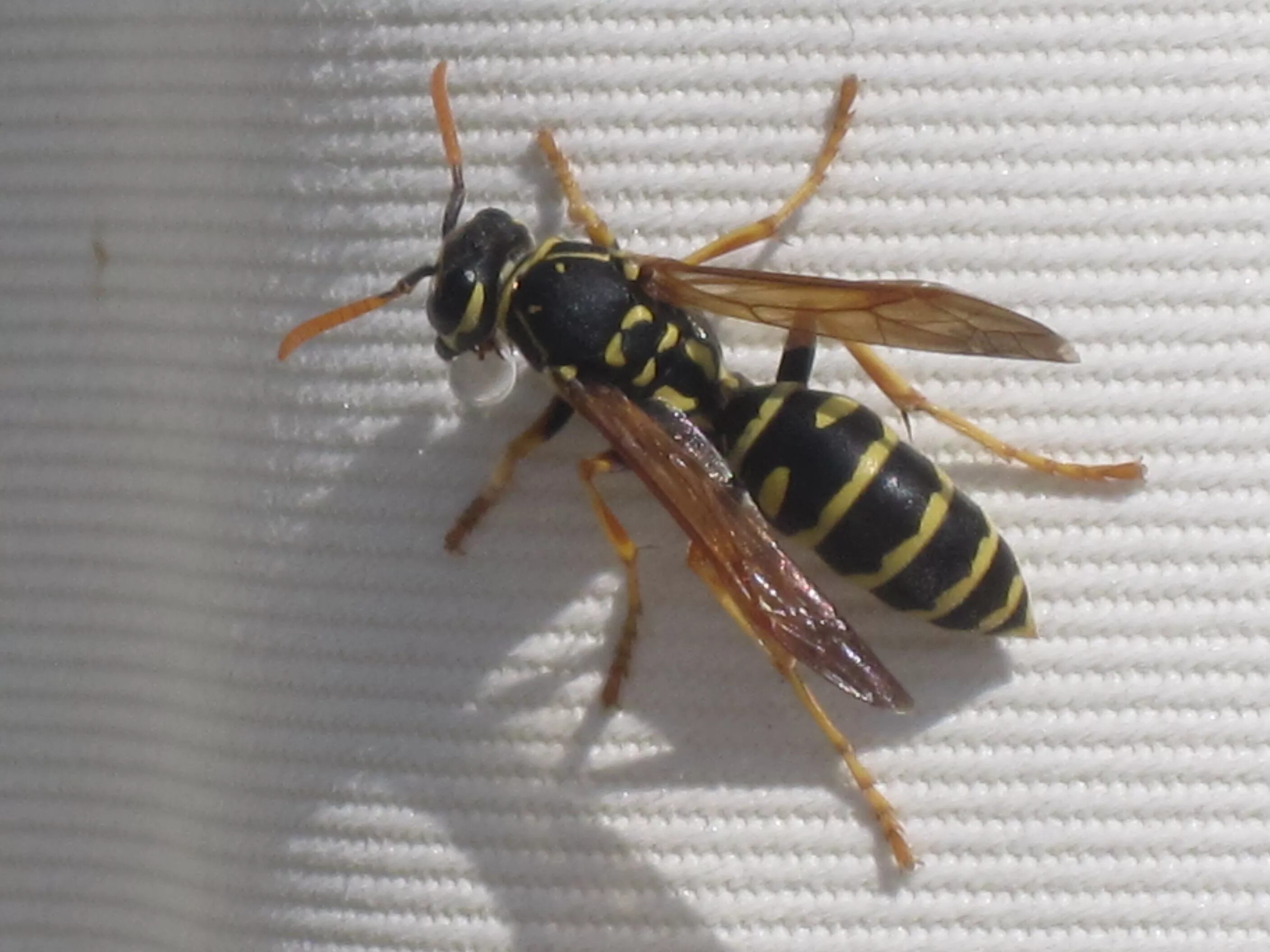 Сколько живут осы. Polistes dominula. Европейская бумажная Оса. Осы бумажные. Семейство осиных насекомые.