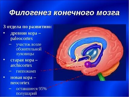 Конечный организм