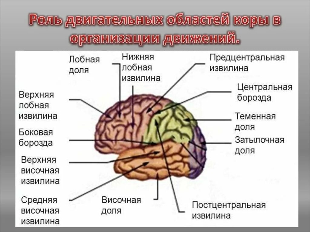 В лобной доле расположен центр. Строение больших полушарий доли. Строение головного мозга доли борозды извилины. Анатомия коры головного мозга доли борозды извилины.