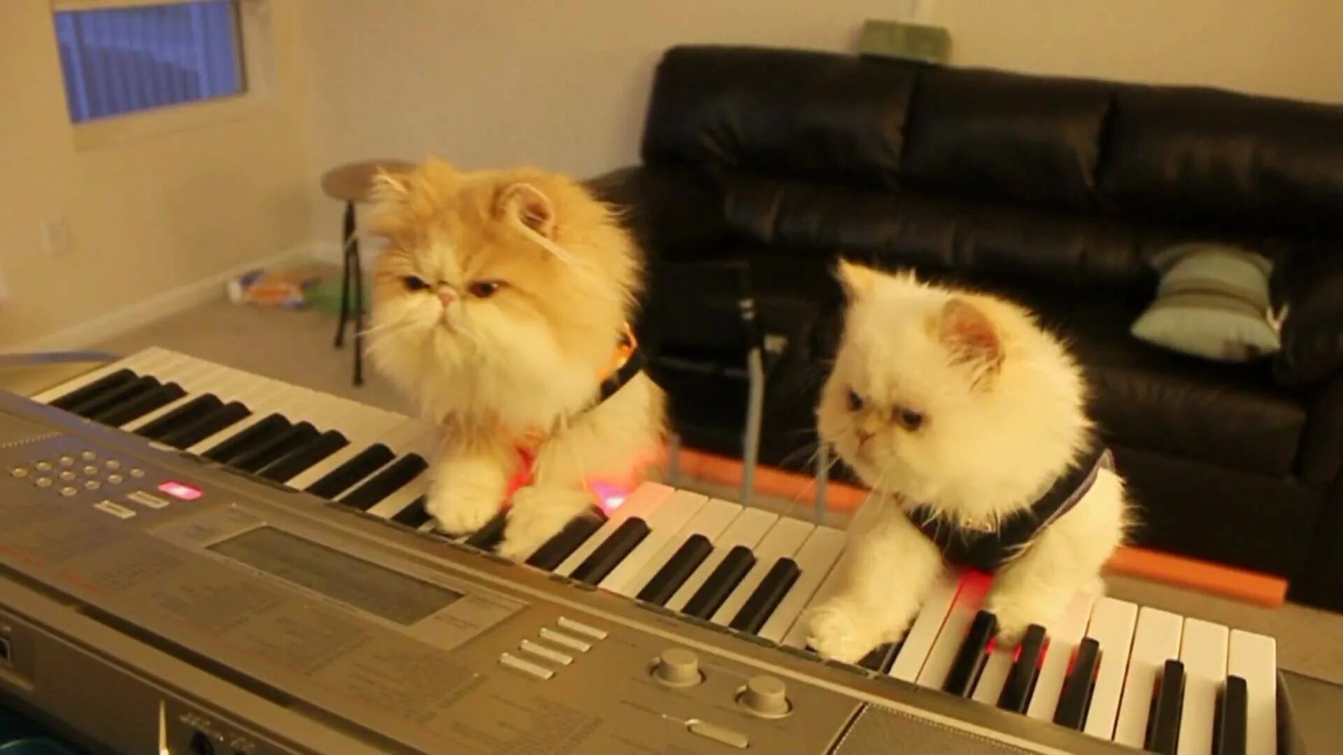 Музыкальный кот. Кот на синтезаторе. Кот на пианино. Кот-музыкант.
