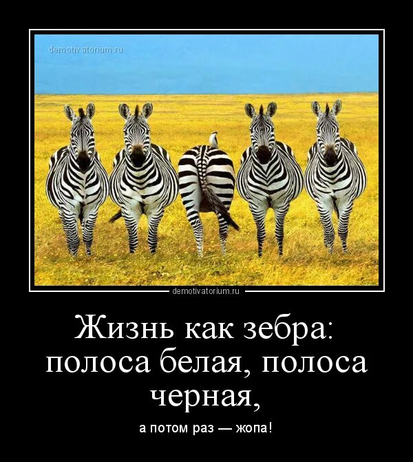 Цитаты белые полосы