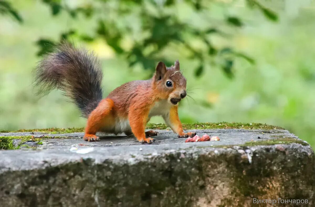 бельчонок 2022