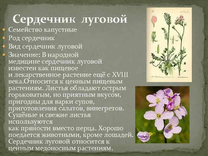 Как называется сердечник. Систематика сердечник луговой. листовые черенки сердечник луговой. сердечник луговой размножение. сердечник трехраздельный.