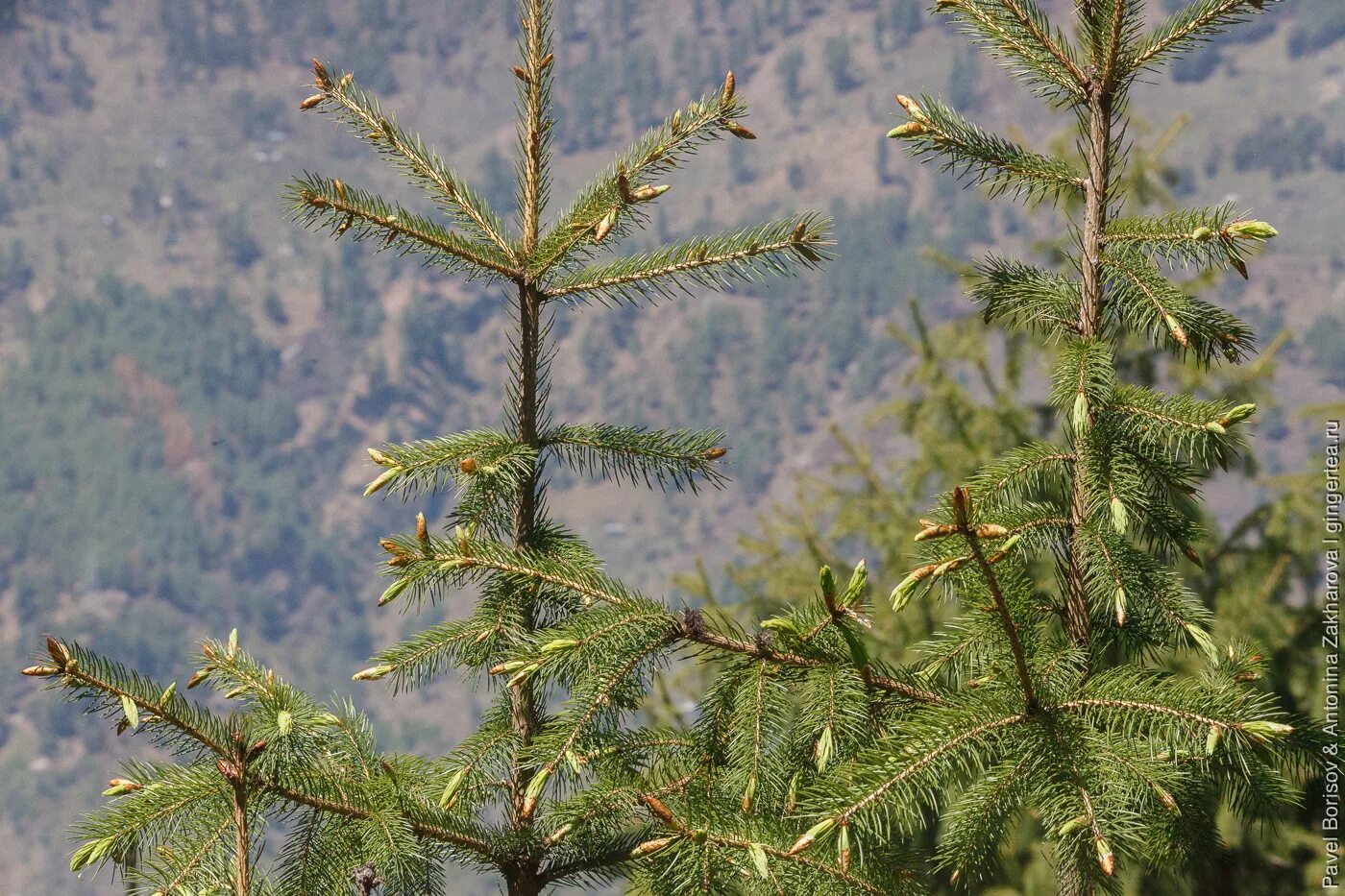 Родственник ели. Ель Аянская голубая. Ель корейская (Picea koraiensis). Саянская ель. Ель и пихта Сахалин.