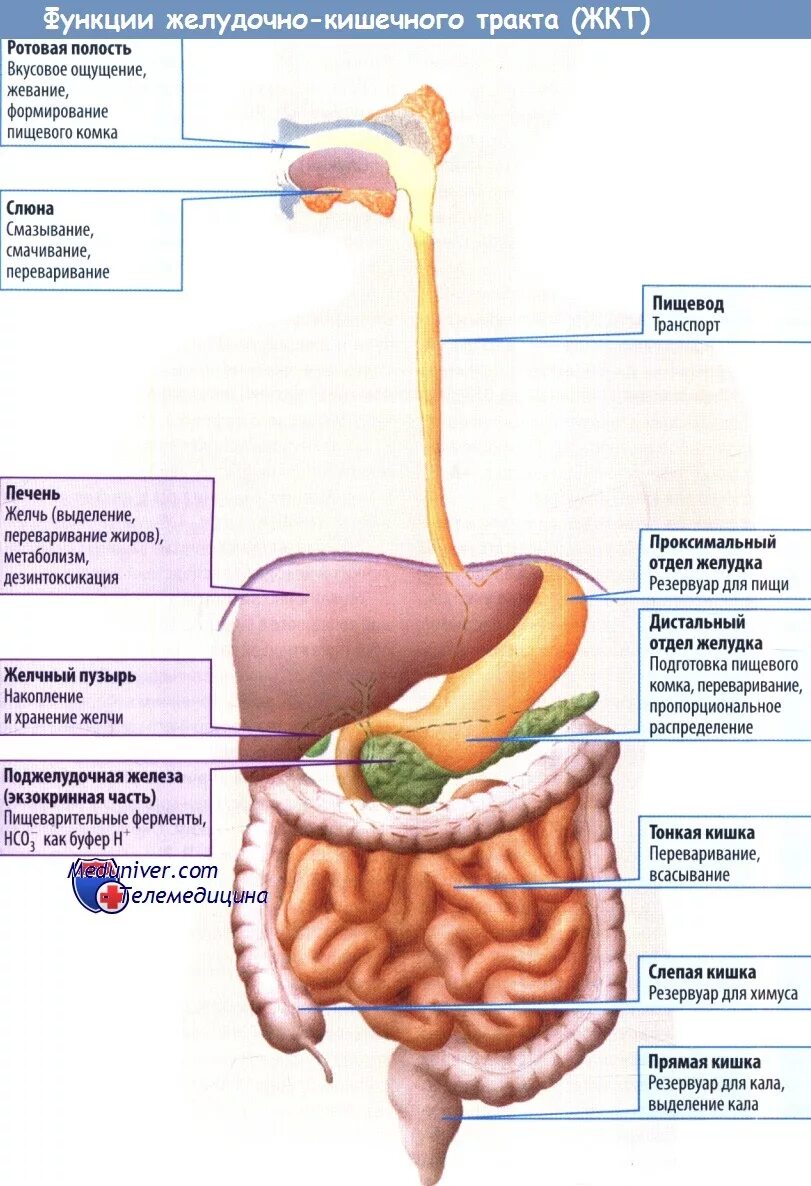 Строение желудочно-кишечного тракта. Строение органов желудочно-кишечного тракта. Строение и функции желудочно-кишечного тракта человека. Отделы пищеварительного тракта схема. Области жкт