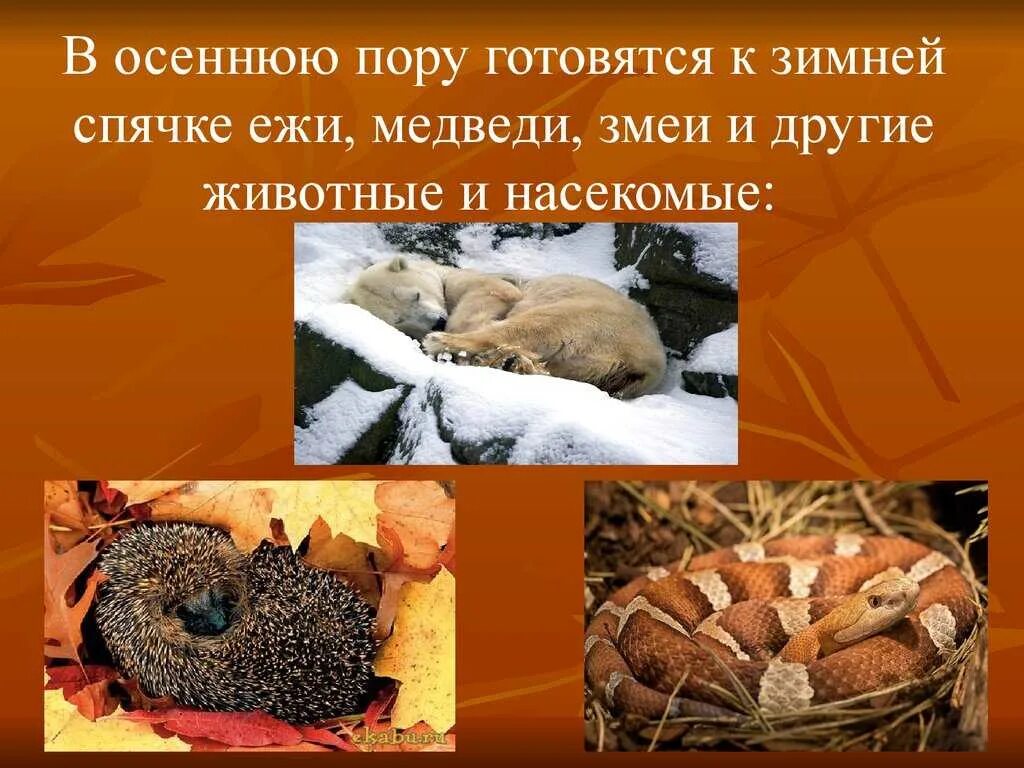 Что происходит с животными осенью. Животные готовятся к зиме. как звери готовятся к зиме. осенью звери готовятся к зиме. подготовка животных к зиме.