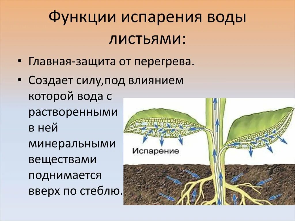 В листьях часть воды используется в процессе. Транспирация устьица. Испарение воды растениями транспирация. Кутикулярная транспирация. Испарение воды растениями листопад.