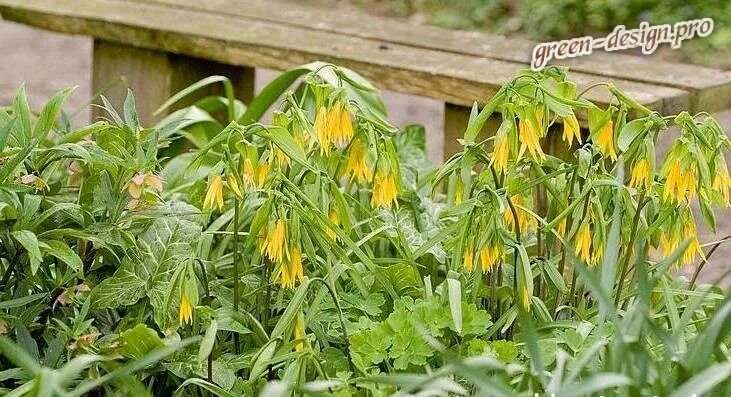 Увулярия. Grandiflora увулярия. Увулярия (uvularia grandiflora) i. Увулярия крупноцветковая паллида. Grandiflora увулярия.