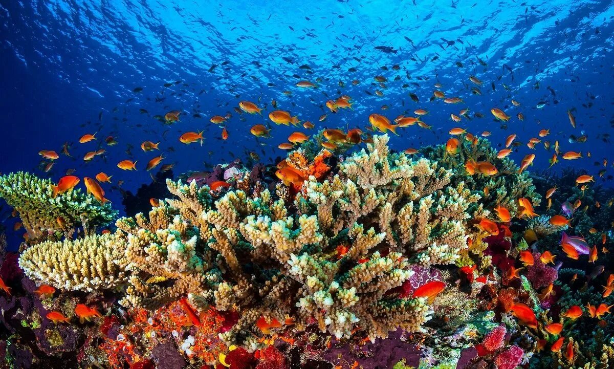 большой барьерный риф юнеско. большой барьерный риф. большой барьерный риф. большой барьерный риф. большой барьерный риф юнеско.